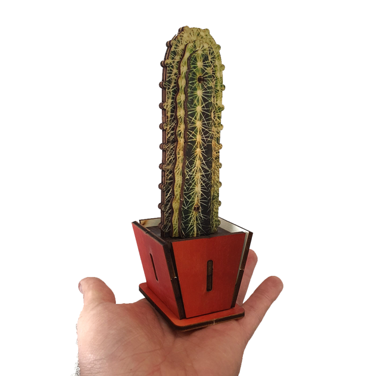 קקטוס צבעוני A