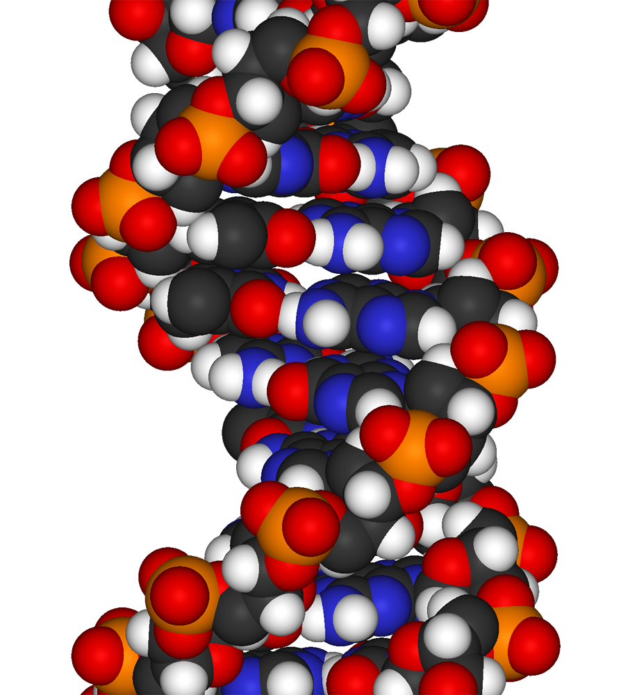 DNA fragment